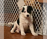 Puppy 7 Australian Cattle Dog-Great Pyrenees Mix