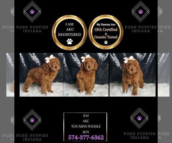Medium Photo #75 Poodle (Miniature) Puppy For Sale in WARSAW, IN, USA