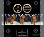 Small #7 Poodle (Miniature)