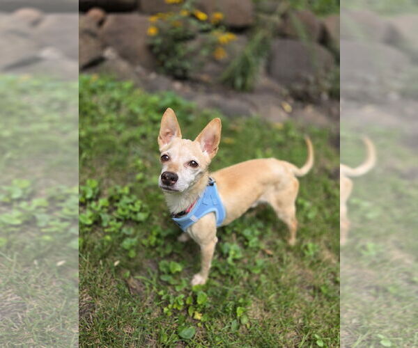 Medium Photo #4 Rat-Cha Puppy For Sale in Princeton, MN, USA