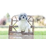 Small Photo #1 Schnoodle (Miniature) Puppy For Sale in WARSAW, IN, USA