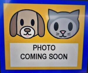 Labrador Retriever-Unknown Mix Dogs for adoption in San Antonio, TX, USA