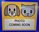 BUD - Male Labrador Retriever-Unknown Mix Dog for Adoption - Small photo
