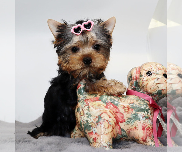Medium Photo #2 Yorkshire Terrier Puppy For Sale in LOS ANGELES, CA, USA