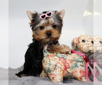 Small #1 Yorkshire Terrier
