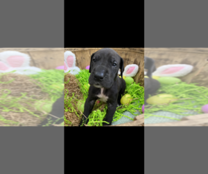 Great Dane Puppy for sale in HAMPTON, SC, USA