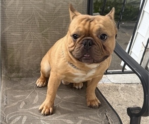 Father of the French Bulldog puppies born on 05/16/2025