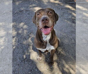 Lab-Pointer Dogs for adoption in El Centro, CA, USA