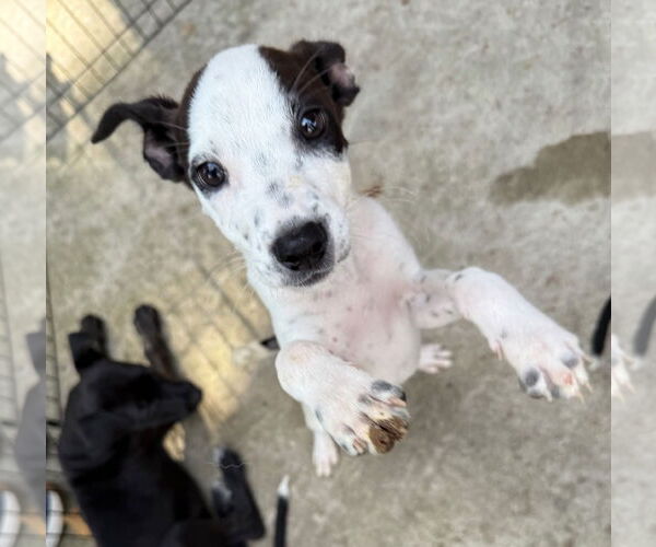Medium Photo #2 Feist Terrier-Labrador Retriever Mix Puppy For Sale in GILBERTS, IL, USA