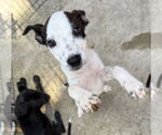 Small #1 Feist Terrier-Labrador Retriever Mix