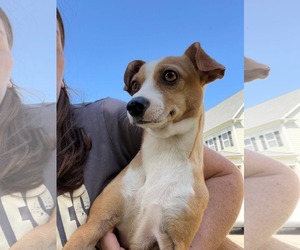 Lunita - Female Chihuahua-Unknown Mix Dog for Adoption - Photo #2