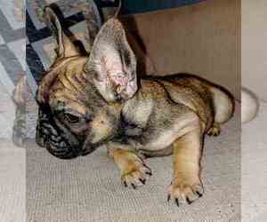 French Bulldog Puppy for sale in TAMPA, FL, USA