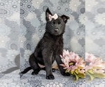 Small #2 German Shepherd Dog