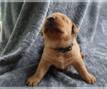 Puppy Puppy 5 blue Labrador Retriever