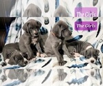Small Photo #4 Great Dane Puppy For Sale in OGDEN, UT, USA