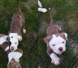 American Bulldog Puppy for sale in HORNELL, NY, USA