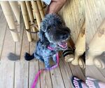 Small Photo #1 Goldendoodle Puppy For Sale in BELLEVIEW, FL, USA