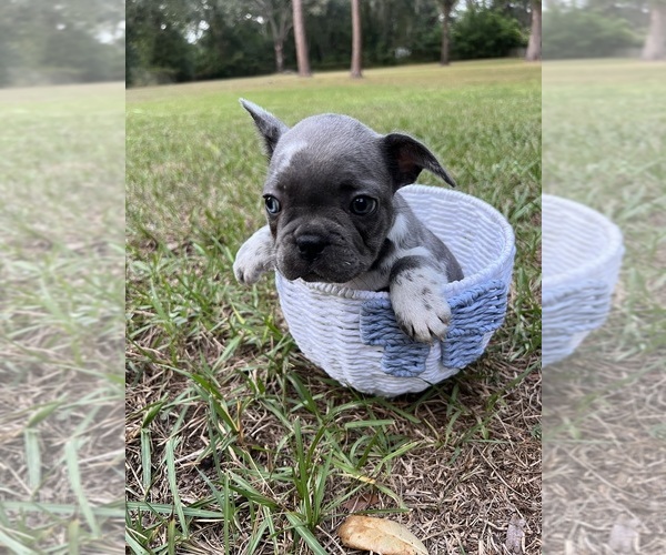 Medium Photo #19 French Bulldog Puppy For Sale in LUTZ, FL, USA
