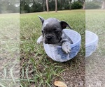 Small Photo #19 French Bulldog Puppy For Sale in LUTZ, FL, USA