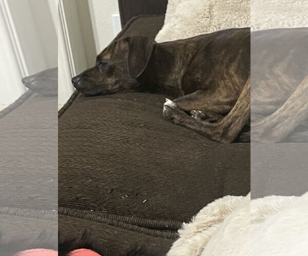 Medium Photo #4 Italian Greyhuahua Puppy For Sale in The Woodlands, TX, USA