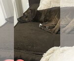 Small #3 Italian Greyhuahua