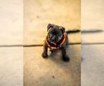 Small #2 Mutt