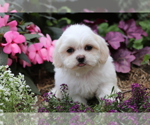 Shih Tzu Puppy for sale in SHILOH, OH, USA