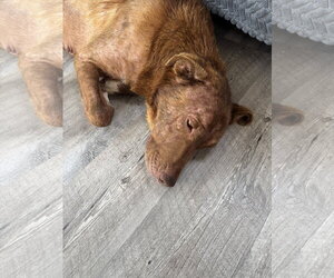 Rosie - Female Labrenees Dog for Adoption - Photo #14