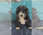 Small Photo #4 Bernedoodle Puppy For Sale in NASHVILLE, TN, USA