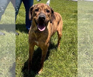 Labrador Retriever-Unknown Mix Dogs for adoption in Rustburg, VA, USA