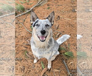 Mutt Dogs for adoption in Farmington, MN, USA