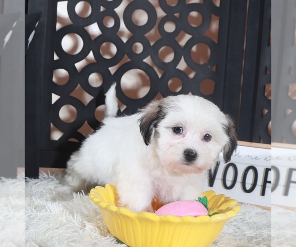 Medium Photo #4 Zuchon Puppy For Sale in MOUNT VERNON, OH, USA