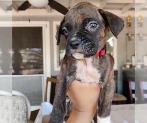 Boxer Puppy for sale in CORONA, CA, USA