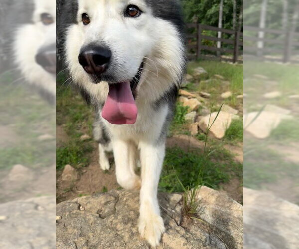 Medium Photo #5 Alusky Puppy For Sale in Cumming, GA, USA
