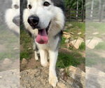 Small #4 Alusky