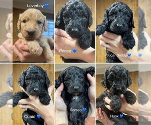 Sheepadoodle Puppy for sale in GREENSBURG, KY, USA