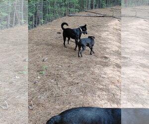 Star - Female German Shepherd Dog-Unknown Mix Dog for Adoption - Photo #4