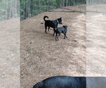 Small #3 German Shepherd Dog Mix