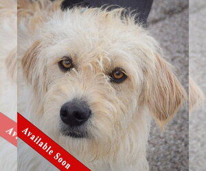 Mutt Dogs for adoption in Huntley, IL, USA