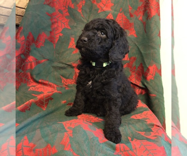 Medium Photo #7 Labradoodle Puppy For Sale in HALIFAX, PA, USA