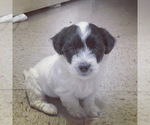 Small Photo #1 Coton de Tulear Puppy For Sale in DALLAS, TX, USA