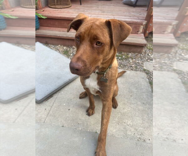 Medium Photo #15 Labrador Retriever-Unknown Mix Puppy For Sale in San Diego, CA, USA