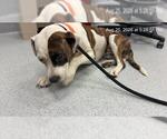 Small American Pit Bull Terrier