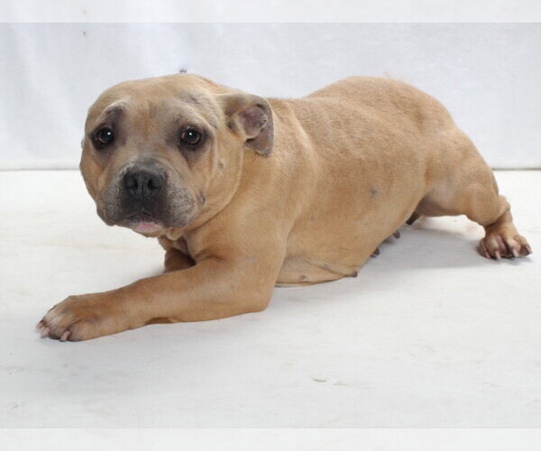 Medium Photo #1 Mutt Puppy For Sale in Burbank, CA, USA