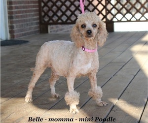 Mother of the Poodle (Miniature) puppies born on 07/14/2025