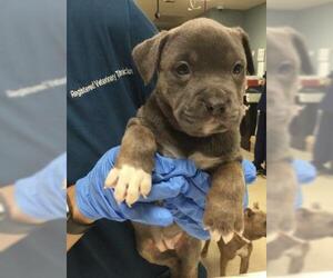 American Pit Bull Terrier Dogs for adoption in Riverside, CA, USA