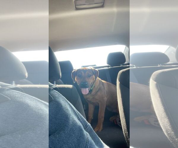 Medium Photo #2 Rottweiler-American Pit Bull Terrier Puppy For Sale in Waterloo, IA, USA