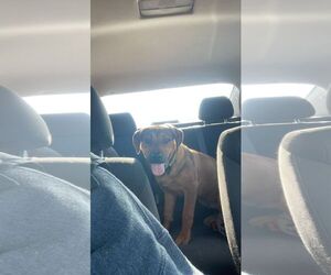 Harry - Male Rottweiler-American Pit Bull Terrier Dog for Adoption - Photo #2