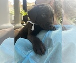 Small Photo #7 Labrador Retriever Puppy For Sale in SIMI VALLEY, CA, USA