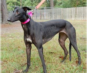 Free Hopper - Female Greyhound Dog for Adoption - Photo #2